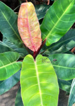 Philodendron Moonlight Red Galaxy Variegated Super RARE - Image 4