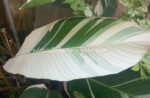 Calathea Lutea Pink Leaf Variegated - Image 7