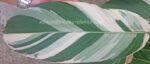 Calathea Lutea Pink Leaf Variegated - Image 5