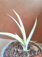 Sansevieria " Super Star " - Image 3
