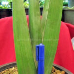 Sansevieria " Lav.24977 "