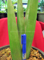 Sansevieria " Lav.24977 "