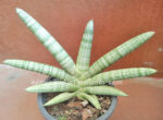 Sansevieria " Draft Bocel " - Image 2
