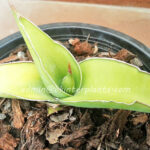 Sansevieria " Rorinda Yellow Variegated "