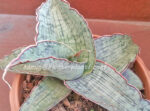 Sansevieria " Silver Blue "