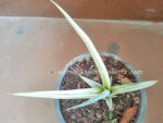 Sansevieria " Super Star " - Image 4