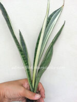 Sansevieria Bantel Sensation or White Snake - Image 3