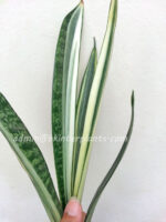 Sansevieria " Siam Silver Variegated "