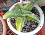 Sansevieria " Zabarica Vareigated "
