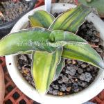 Sansevieria " Zabarica Vareigated "
