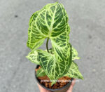 Syngonium podophyllum Batik