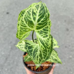 Syngonium podophyllum Batik