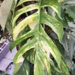 Epipremnum Pinnatum Yellow Flame No.1 size S