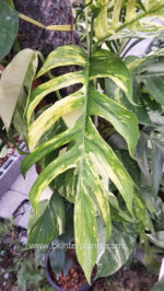 Epipremnum Pinnatum Yellow Flame No.1 size S