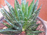 Sansevieria " FUTORA " - Image 2