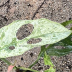 Monstera Adansonii Variegated
