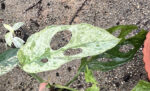 Monstera Adansonii Variegated