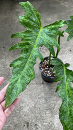 Philodendron Minarum Lime Fiddle Variegated (Dragon Trail) - Image 2