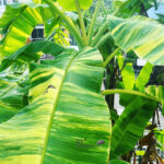 Musa Banana Ice Cream Variegated