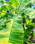 Musa Banana Ice Cream Variegated