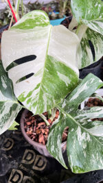 5 Plants Monstera Albo Variegated - Image 4