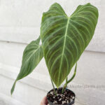 Philodendron Splendid (Melanochrysum x Verrucosum)