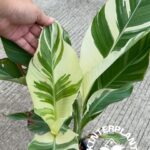 Canna Florida Leaf Variegated