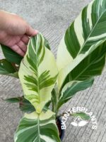 Canna Florida Leaf Variegated