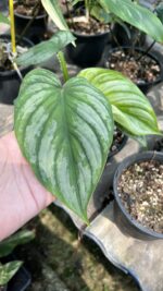 Philodendron Silver Cloud Mamei - Image 2