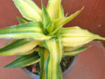 Sansevieria " Aborance Yellow Vareigated "