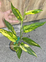 Epipremnum Pinnatum Yellow Flame No.1 size S - Image 3