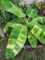 Musa Banana Cavendish Variegated - Image 3