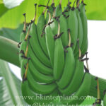 Musa " Kluai Niu charache "