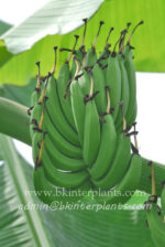 Musa " Kluai Niu charache "