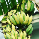 Musa Banana Ice Cream Variegated - Image 4