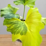 Philodendron Selloum Variegated for sale with large golden marbled leaves
