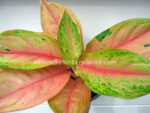 AGLAONEMA " Lion "