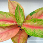 AGLAONEMA " Lion "