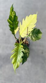 Philodendron Caramel Marble Variegated - Image 3