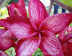 Plumeria " Academe "