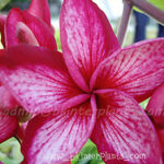 Plumeria " Academe "