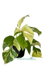 10 Plants Rhaphidophora Tetrasperma Variegated (Mini Ginny Monstera) - Image 2
