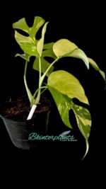 10 Plants Rhaphidophora Tetrasperma Variegated (Mini Ginny Monstera) - Image 4