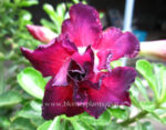 Adenium " Black Purple " - Image 2