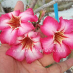Adenium " Pink Lucky "