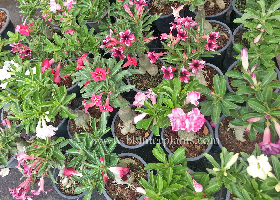 ø; 100 Seeds " Adenium Mixed Seeds " - Image 1