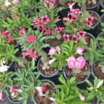 500 Seeds " Adenium Mixed Seeds "