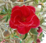 Adenium " First Love "