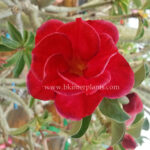 Adenium " First Love "