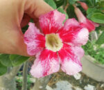 Adenium " Mahawong "